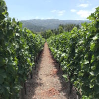 napa valley private wine tours