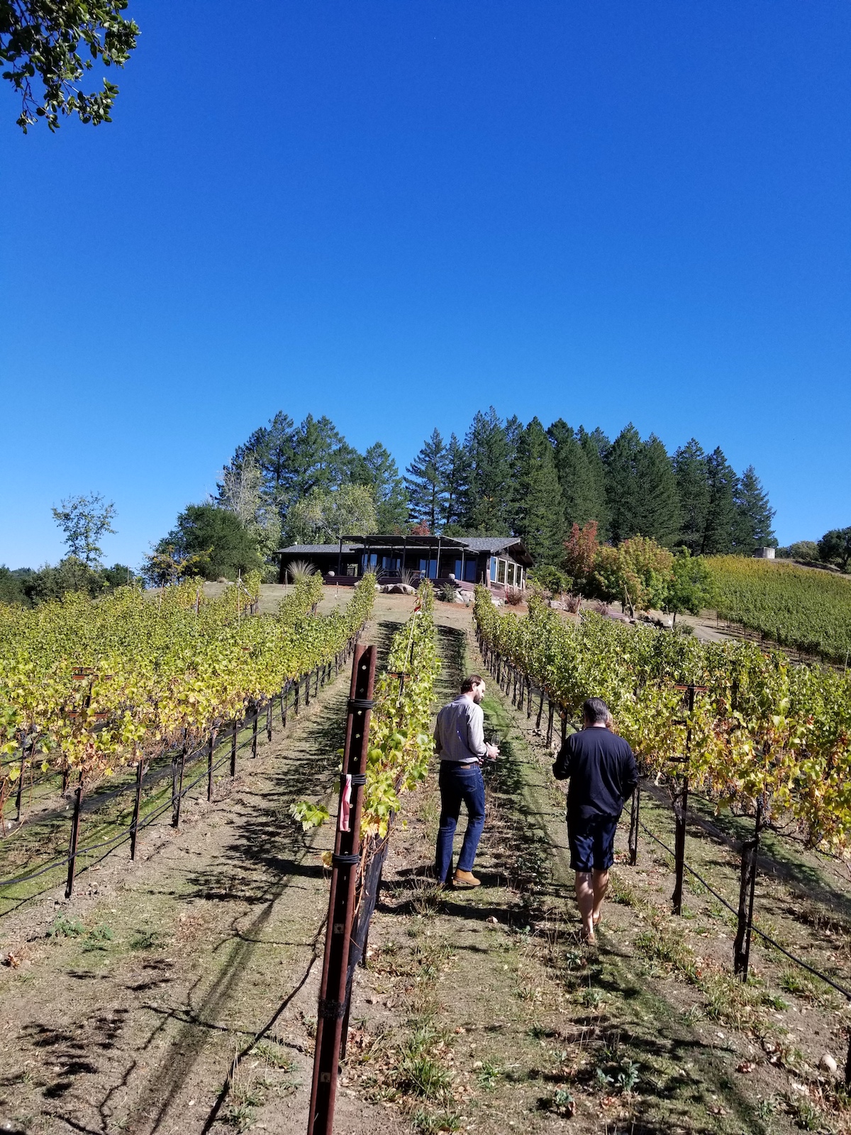 Napa valley wine tours